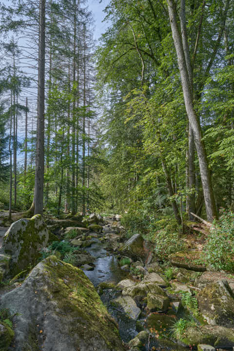 Gemeinde Waldkirchen Landkreis Freyung-Grafenau Saußbachklamm (Dirschl Johann) Deutschland FRG